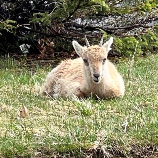 creux du van jeune bouquetin val de travers
