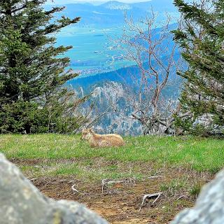 creux du van vue jeune bouquetin falaises printemps
