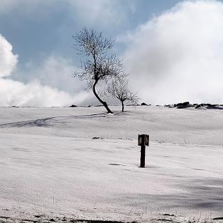 creux du van arbre solitaire neige