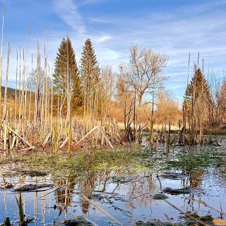 nature sauvage roseaux mines asphalte reserve naturelle reflets eau