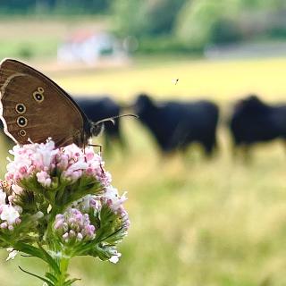 papillon bufflonne val de travers fleurs 