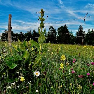 paysage neuchatelois fleurs ete les cernets