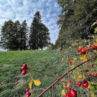 les cernets val de travers autromne sapin