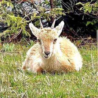 Jeune bouquetin dans la nature près du Creux du Van au Val-de-Travers Jura suisse