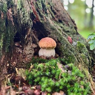 Cèpe poussant au pied d'un arbre en forêt dans le Jura suisse, ambiance nature Val de Travers