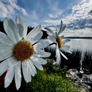 Marguerite en face du lac des Taillères dans la Vallée de la Brévine