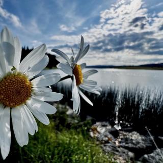 Marguerite face au lac des Taillères près des Cernets dans le Val de Travers