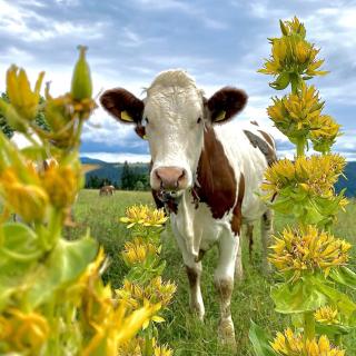 Vache en pâturage dans le Val de Travers entourée de gentianes, paysage du Jura suisse