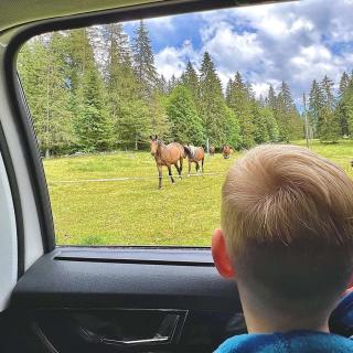 Enfant observant des chevaux dans les pâturages du Jura suisse depuis une voiture, ambiance nature famille