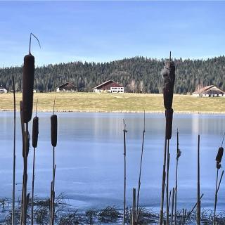 Roseaux au bord du lac des Taillères avec vue sur les fermes neuchâteloises