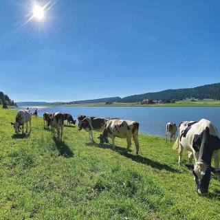Vaches dans les pâturages autour du lac des Taillères en été dans le Jura suisse