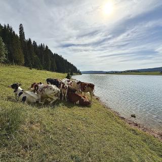 Vaches pâturant au bord du Lac des Taillères dans la vallée de la Brévine paysage emblématique du Jura neuchâtelois en Suisse