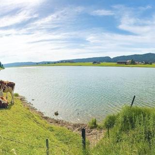Vaches en pâturage au bord du Lac des Taillères, dans la vallée de la Brévine proche des Cernets
