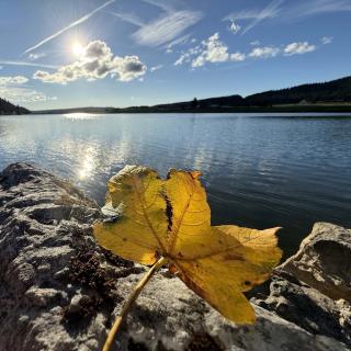 Feuille jaune d'automne sur un rocher face au lac des Taillères, dans la vallée de la Brévine, au coeur du Jura neuchâtelois