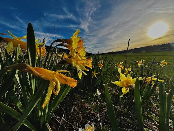 paysage jonquilles coucher de soleil